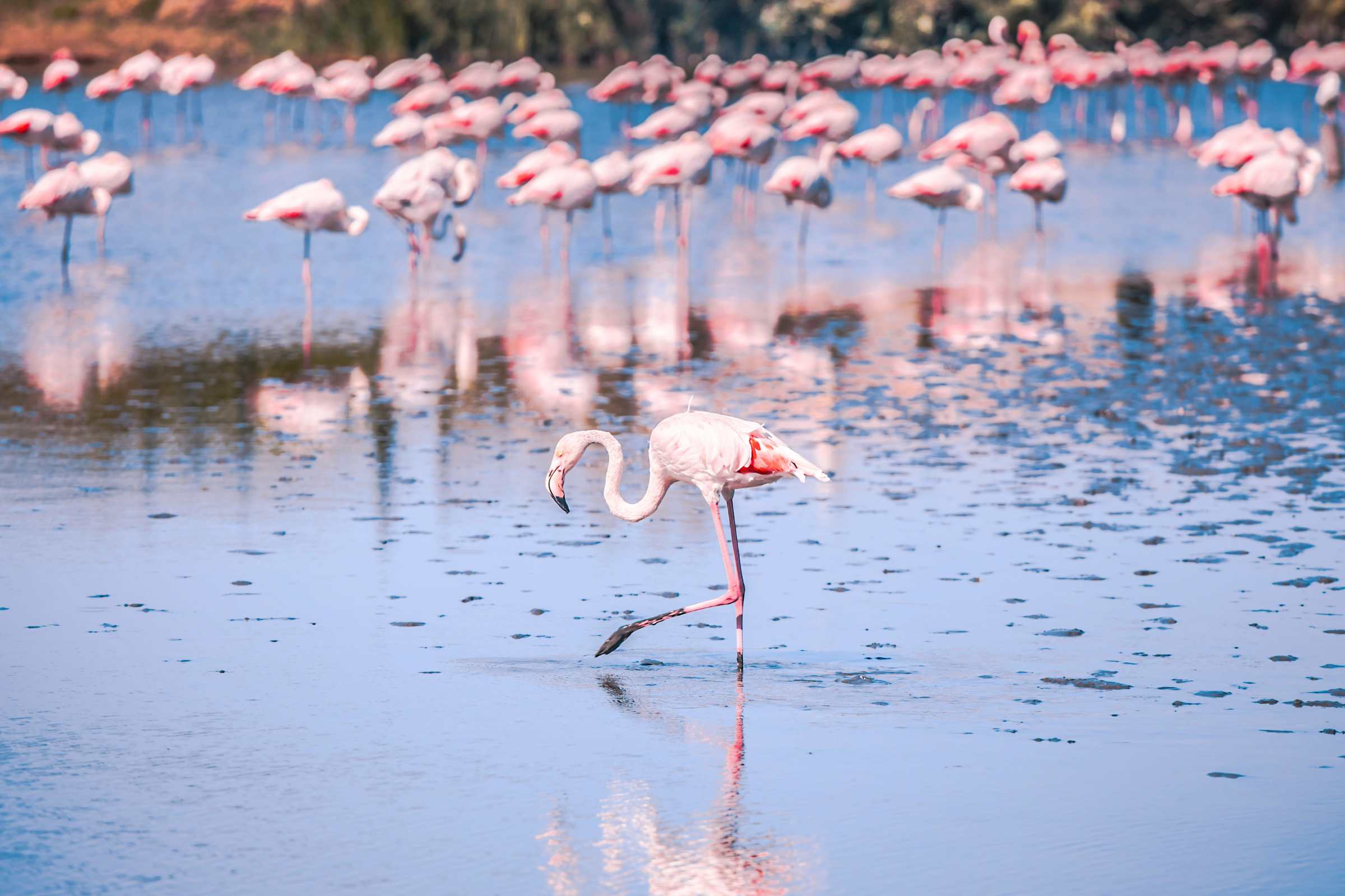 29 camargue.webp